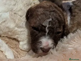 Poodle dogs Lovely Lads - Advert 1