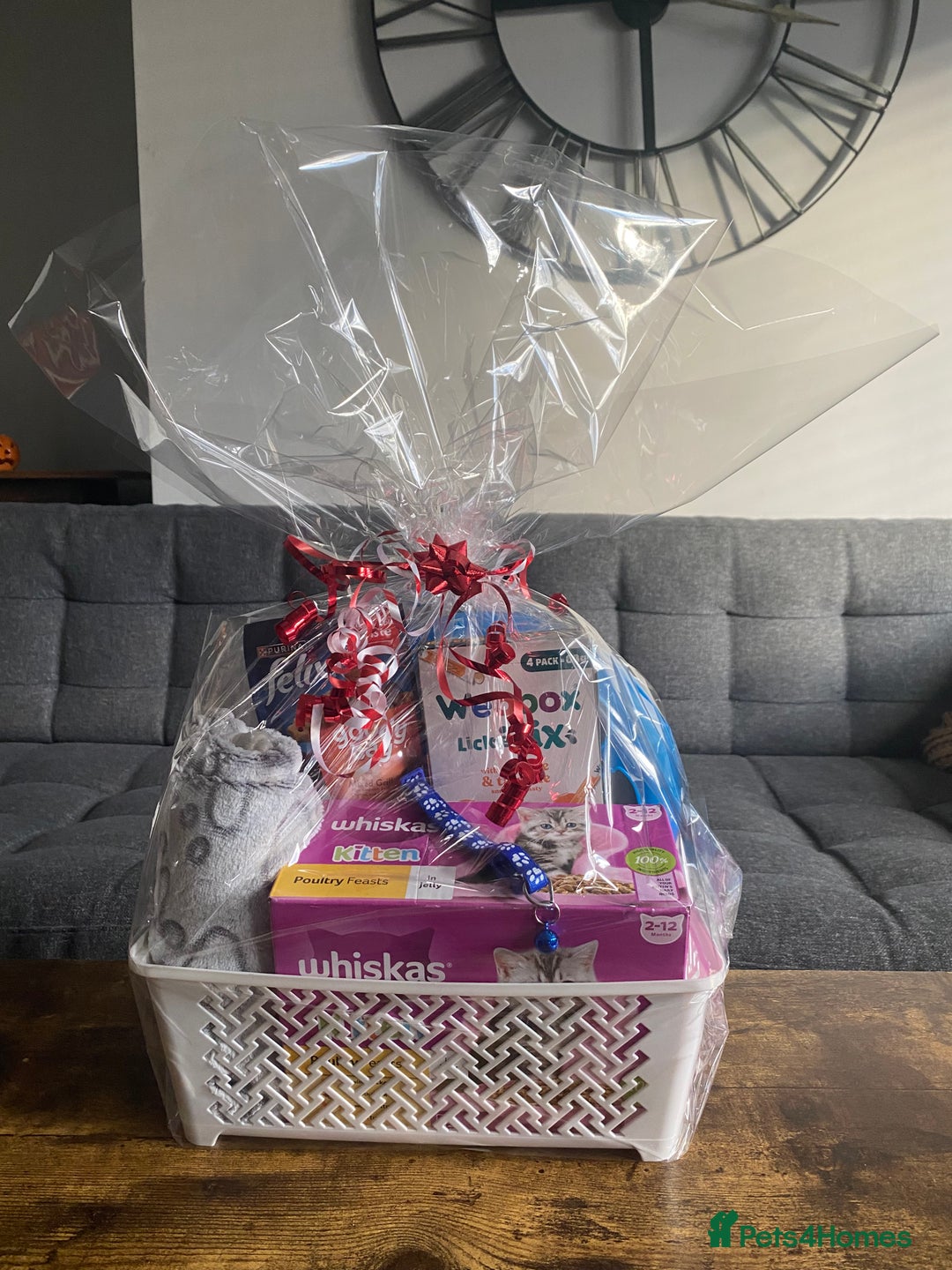 British Shorthair cats for sale: Stunning British short hair GCCF/TICA - Advert 18