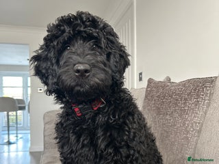 Bernedoodle dogs - Advert 3