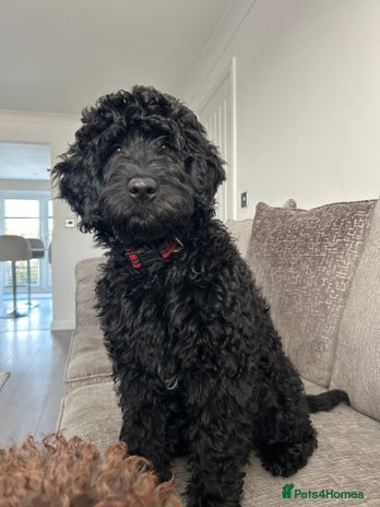 Bernedoodle dogs - Advert 3