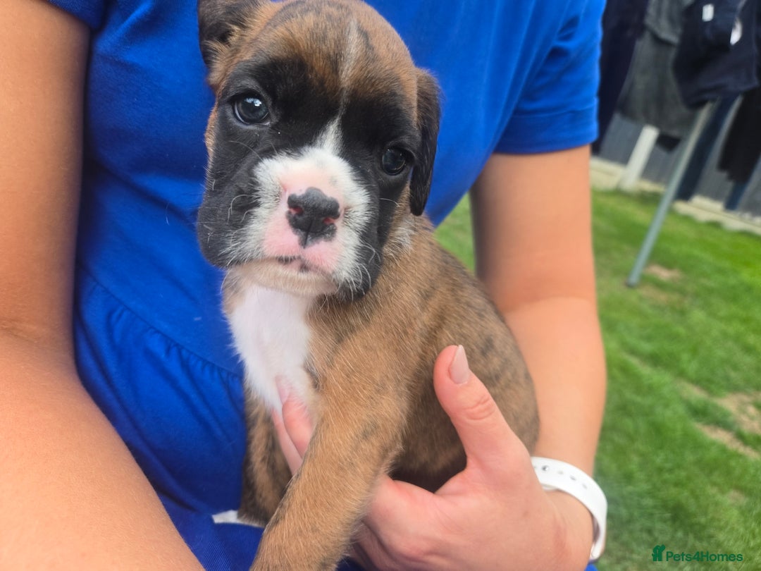 Boxer dogs for sale: KC PEDIGREE BOXER PUPPIES  - Image 17