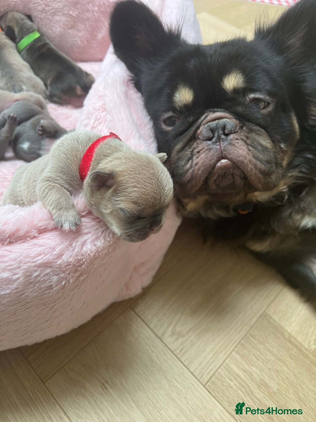 French Bulldog dogs for stud: PROVEN STUD Louis Isabella, Rojo Visual Fluffy in London - Advert 10