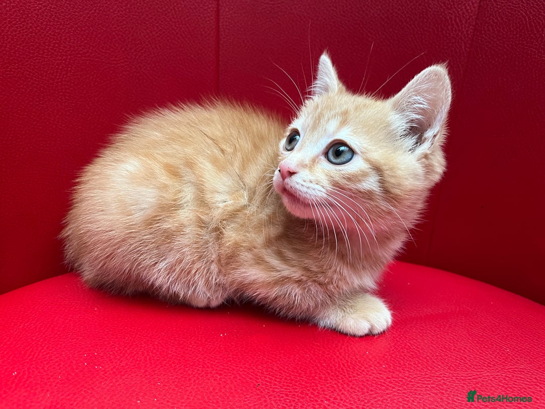 Mixed Breed cats for sale: Ginger Boy looking for a loving home. - Advert 2