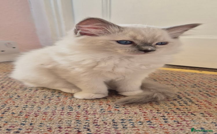 Ragdoll cats - Advert 4