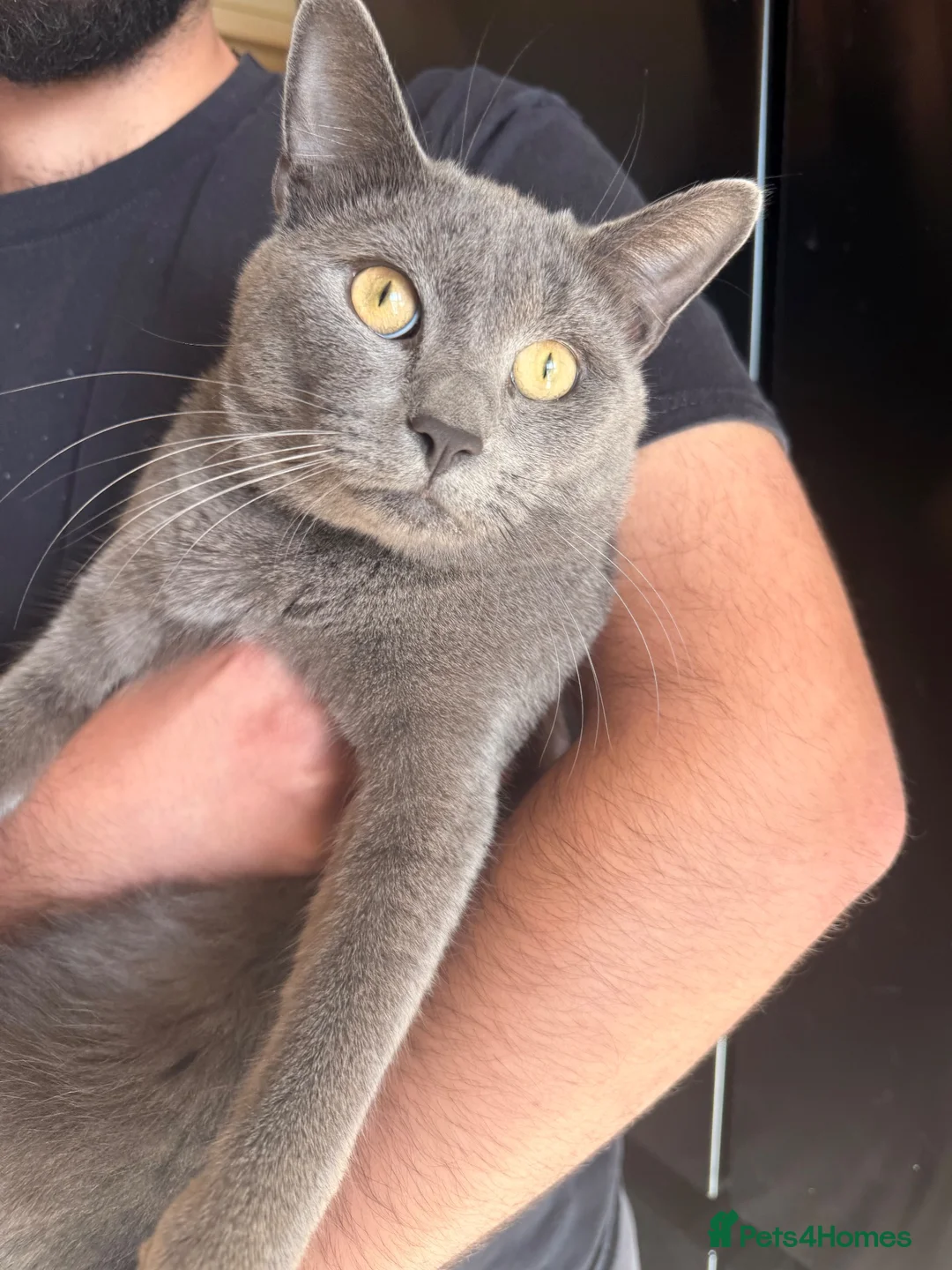 Scottish Fold cats for sale: Beautiful Grey Scottish Straight  - Advert 1