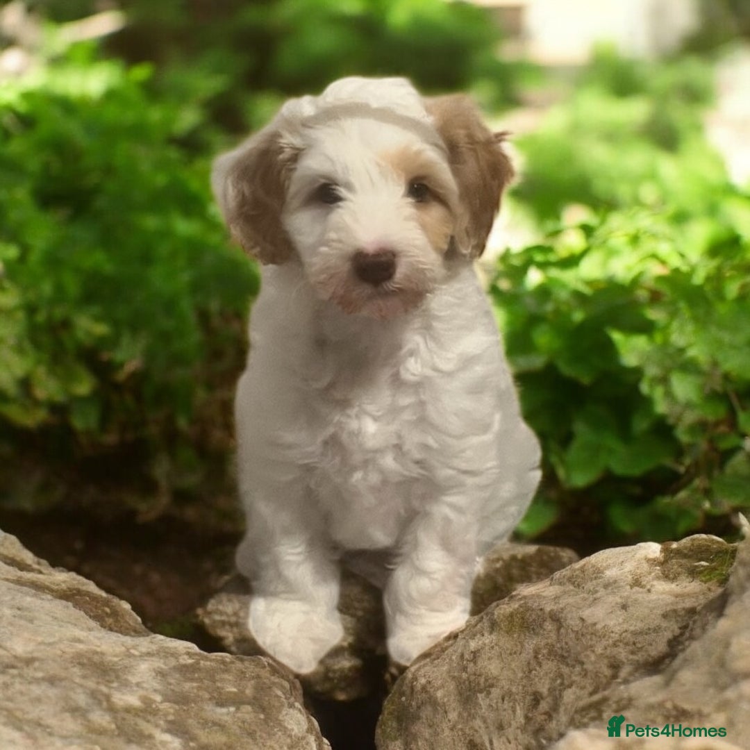 Australian Labradoodle dogs for sale: Ready to go 2 males left health tested parents!! - Image 4