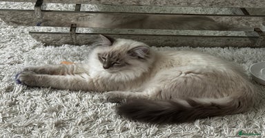 Siberian cats  3 Male Siberian Neva Masquerade Kittens - Advert 2