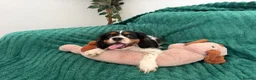 Cavalier King Charles Spaniel dogs for sale:     Puppies – Ready for Their Forever Homes - Advert 6