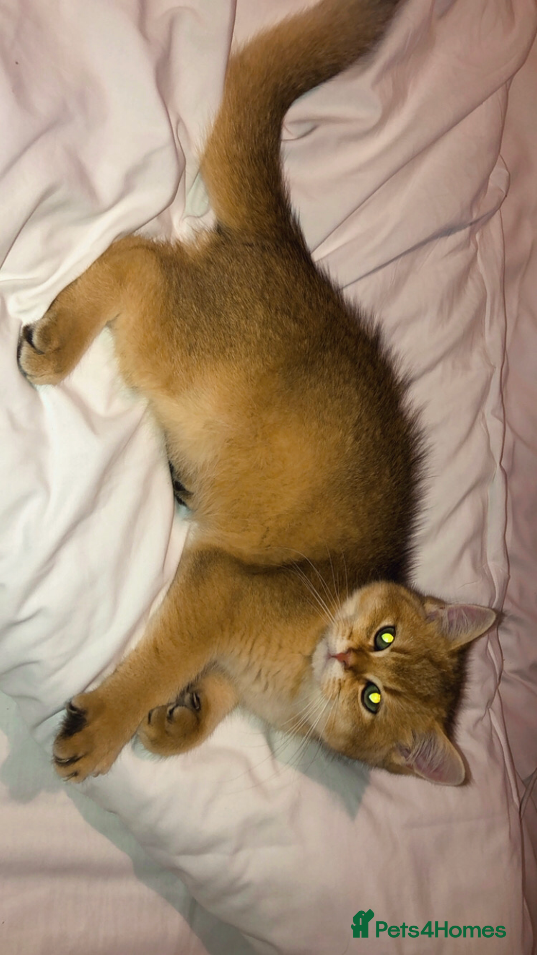 British Shorthair cats for sale: GOlD BRITISH SHORTHAIR KITTENS FOR SALE - Image 6