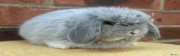 Mini Lop rabbits for sale: Pure bred baby pedigreed mini lops  - Advert 12