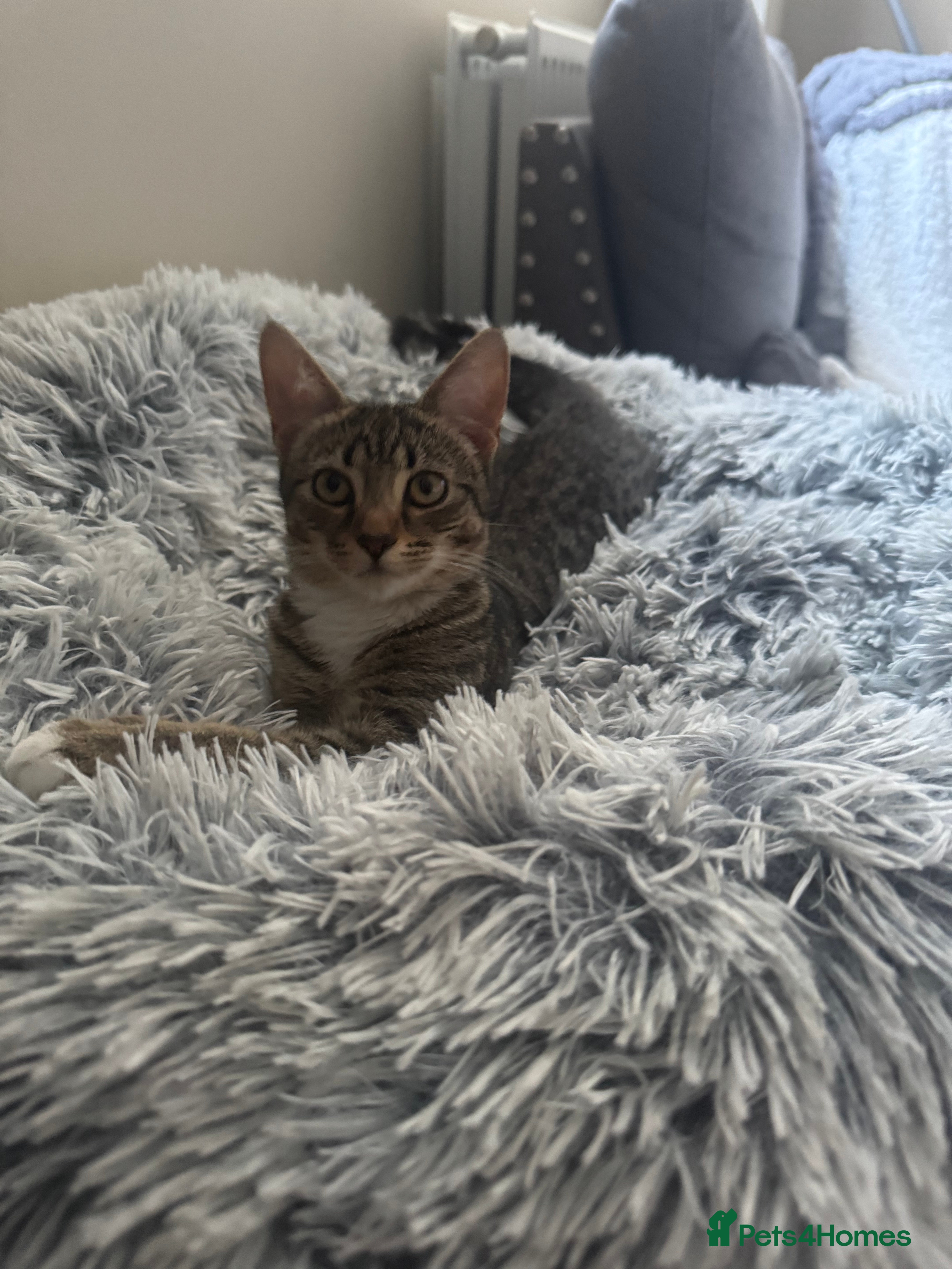 Domestic Shorthair cats Kitten for sale - Advert 21