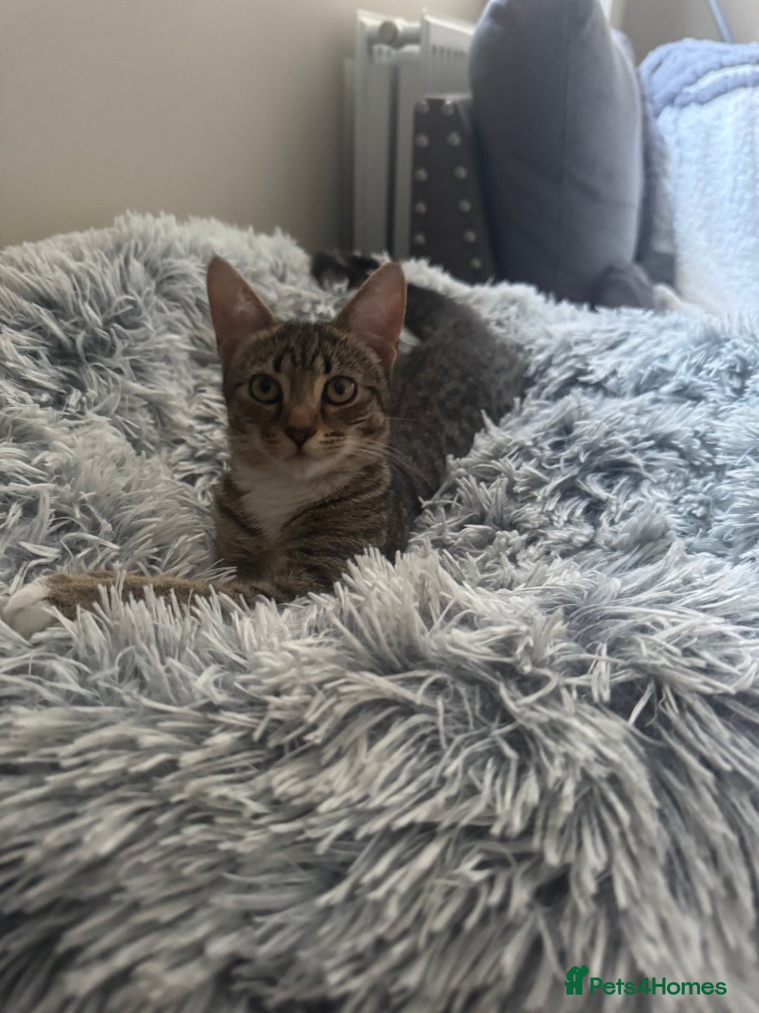 Domestic Shorthair cats for sale: Kitten for sale - Advert 2