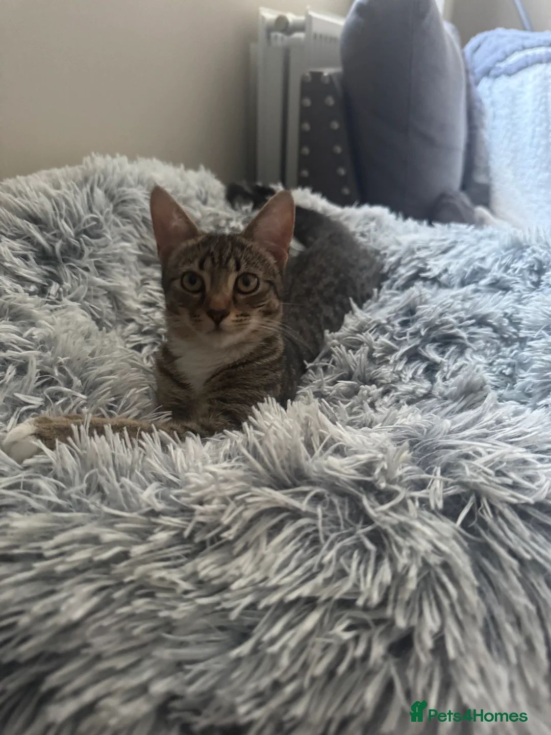 Domestic Shorthair cats for sale: Kitten for sale - Advert 2