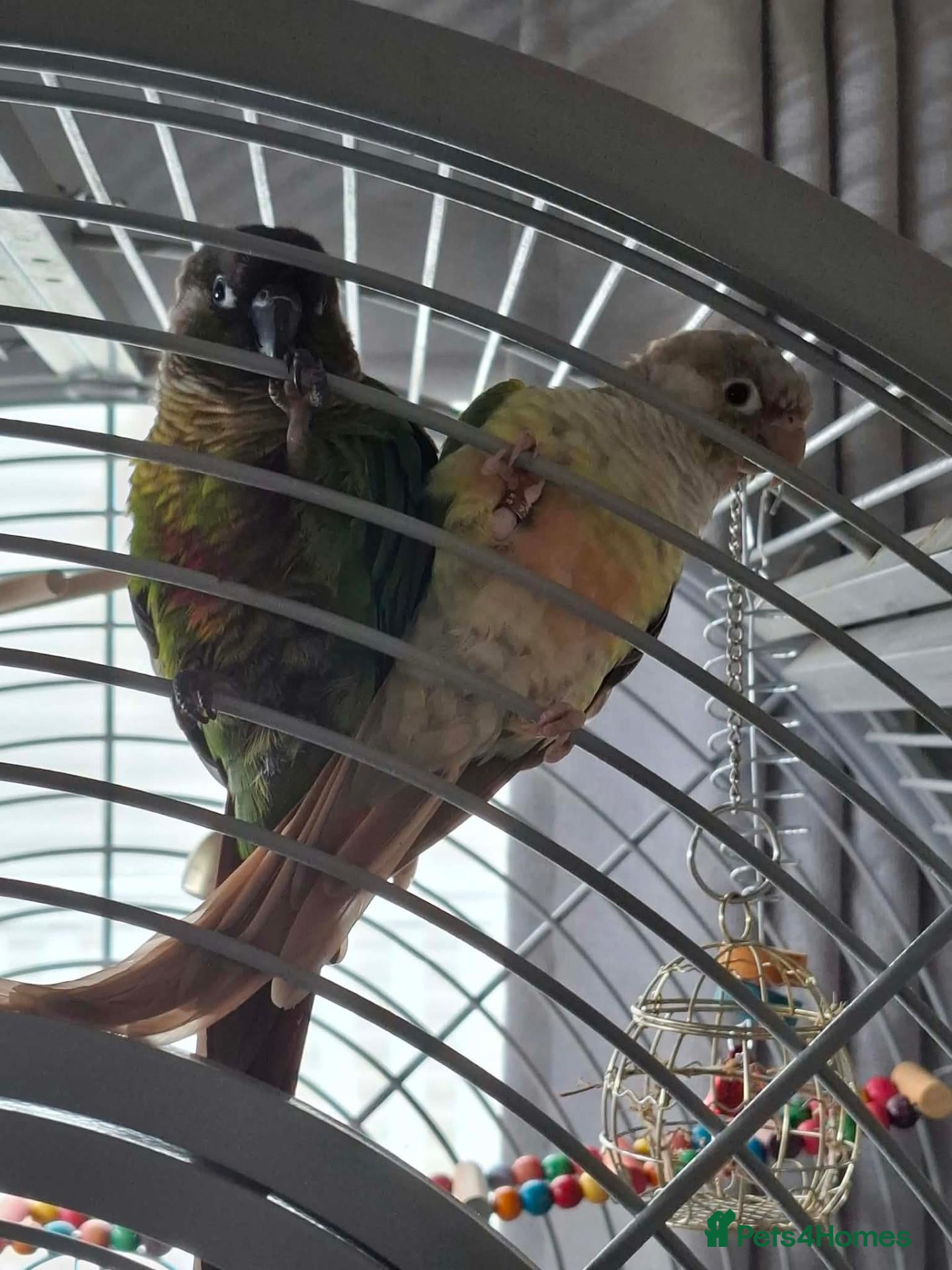 Conures birds Bonded Pair of Conures (Green Cheek & Pineapple) - Advert 4