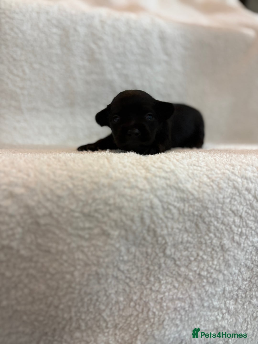 Yorkshire Terrier dogs for sale: Yorkshire terrier, terrier cross puppies - Advert 8