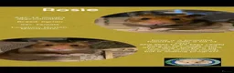 Hamster rodents for sale: Hamsters  - Advert 2