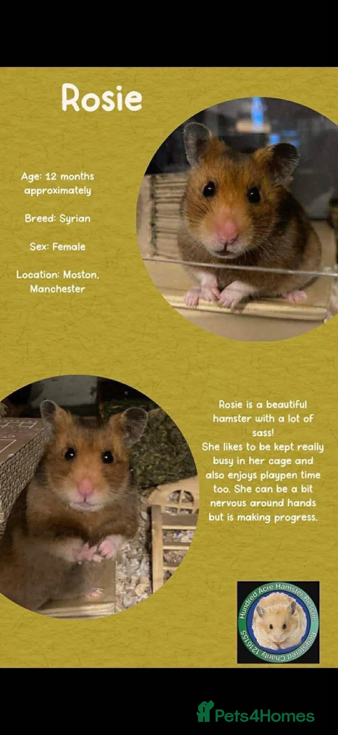 Hamster rodents for sale: Hamsters  - Advert 2