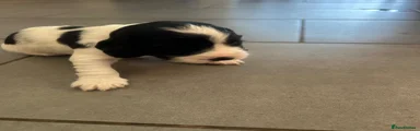 Puppy 7