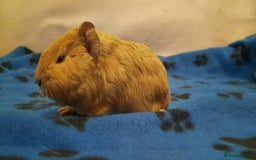 Guinea Pig rodents for sale: Skinnys Werewolfs & Lakelands Available Ready Now - Image 8