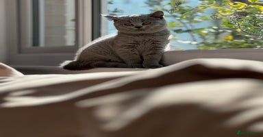 British Shorthair cats - Advert 1