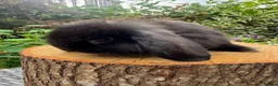 Mini Lop rabbits for sale: 100% Pure Bred Super Friendly Mini Lop Bunnies - Advert 3