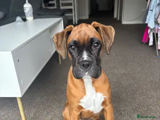 Boxer dogs Female boxer - Advert 3