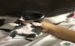 Mixed Breed cats for sale: UPDATED PHOTOS *4 beautiful kittens for sale  - Image 7