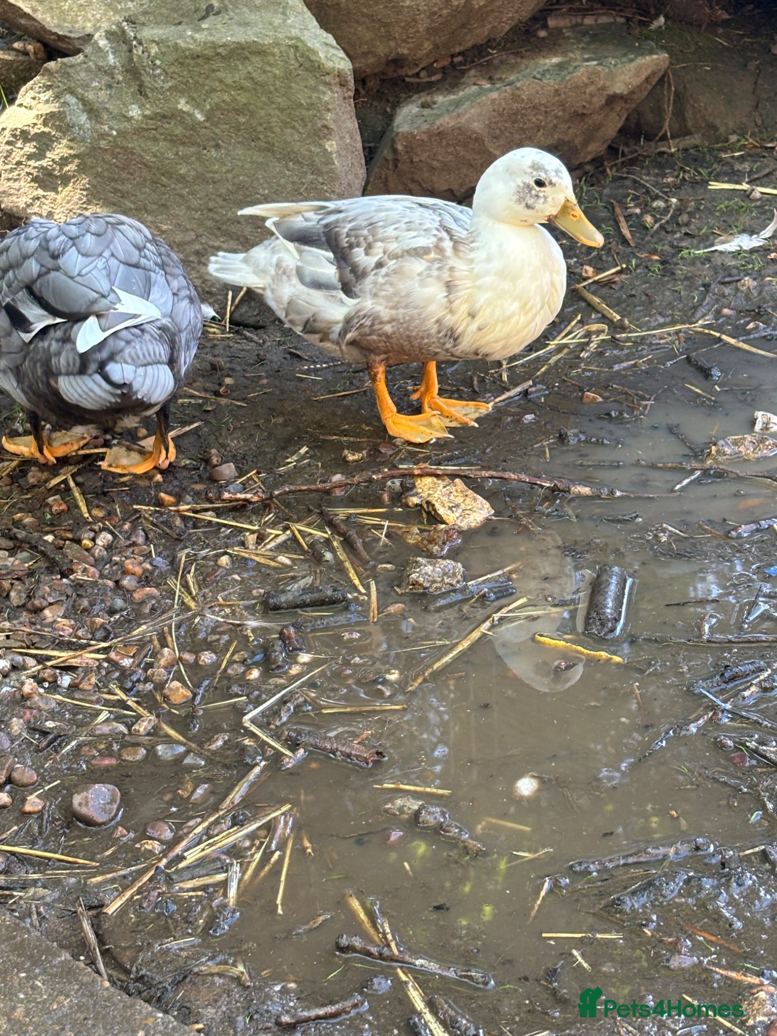 Ducks poultry for sale: Drake Call Ducks  - Advert 7