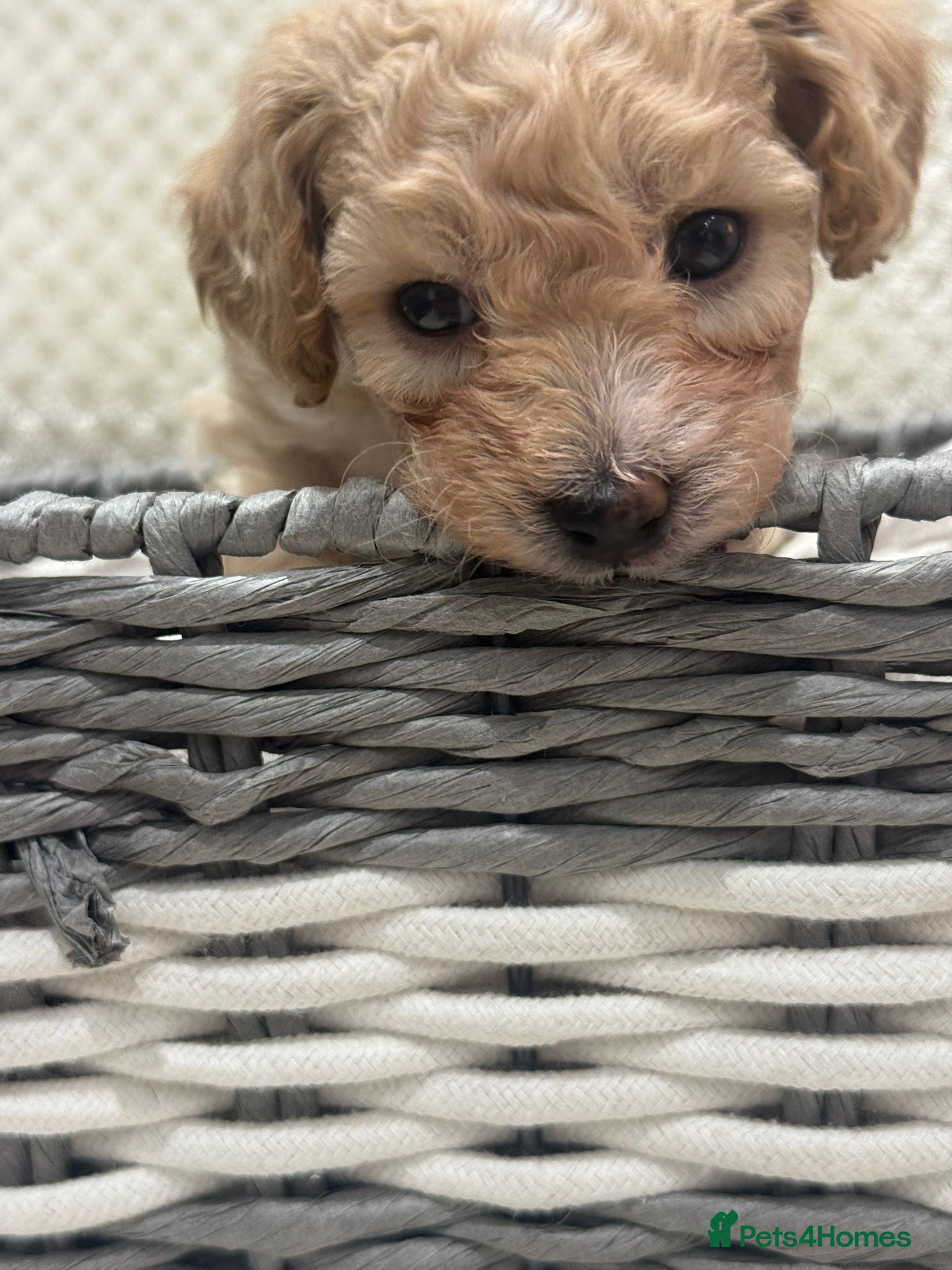 Poochon dogs 🐶 4 BEAUTIFUL BOY POOCHONS LEFT 🐶 - Advert 16