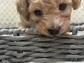 Poochon dogs 🐶 4 BEAUTIFUL BOY POOCHONS LEFT 🐶 - Advert 16