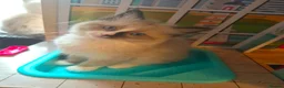 Ragdoll cats for sale: 2 beautiful fluffy ragdoll kittens - Advert 24
