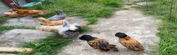 Chickens poultry for sale: 6 Polish Bantam hatching eggs  - Advert 7