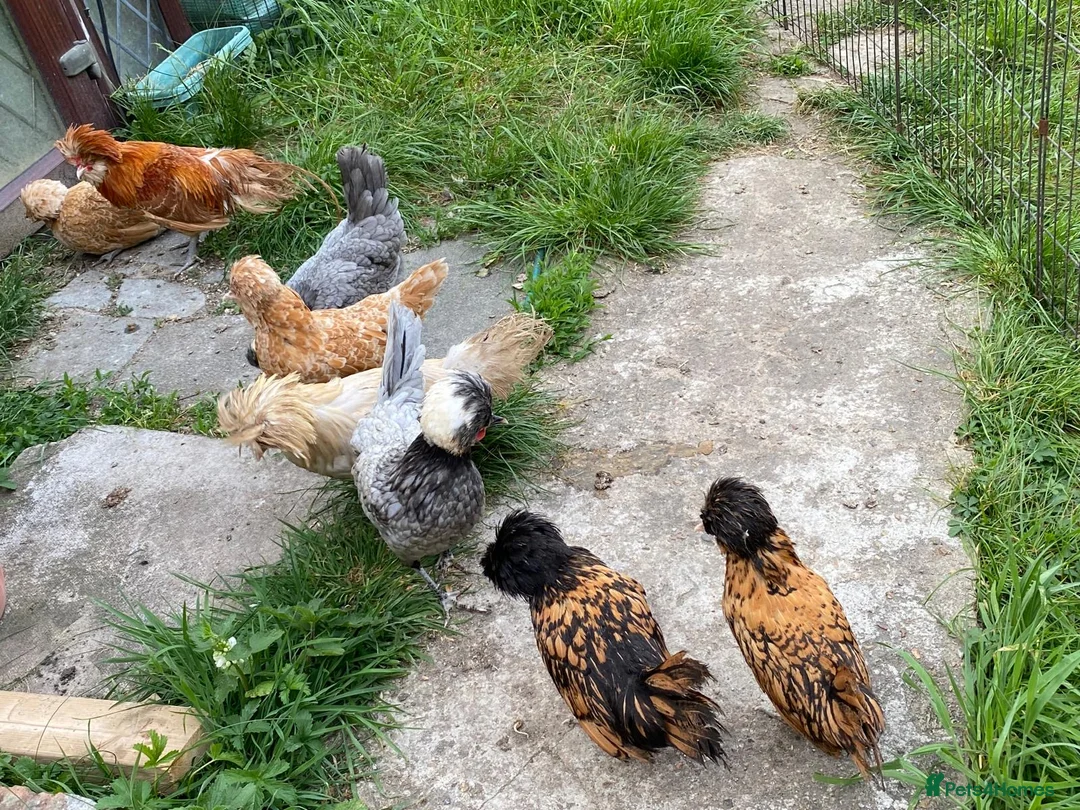 Chickens poultry for sale: 6 Polish Bantam hatching eggs  - Advert 7
