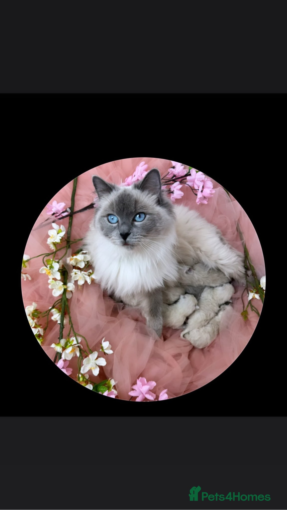 Ragdoll cats Ragdoll Blue Point  - Advert 7