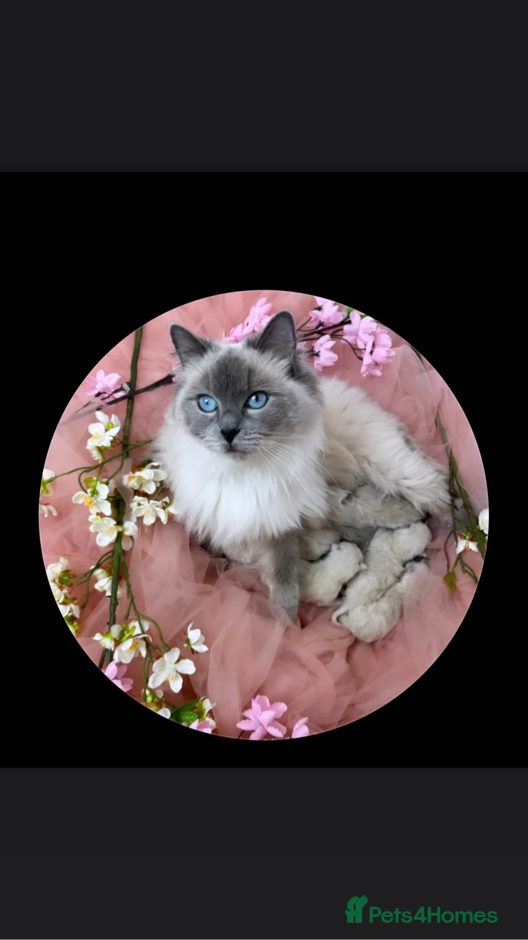 Ragdoll cats for sale: Ragdoll Blue Point  - Advert 1