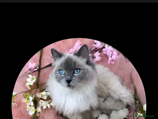 Ragdoll cats Ragdoll Blue Point - Advert 2