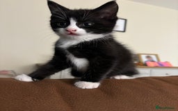 Mixed Breed cats for sale: Gorgeous little boy  - Image 1