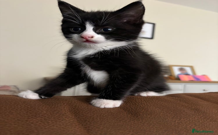 Mixed Breed cats - Advert 12