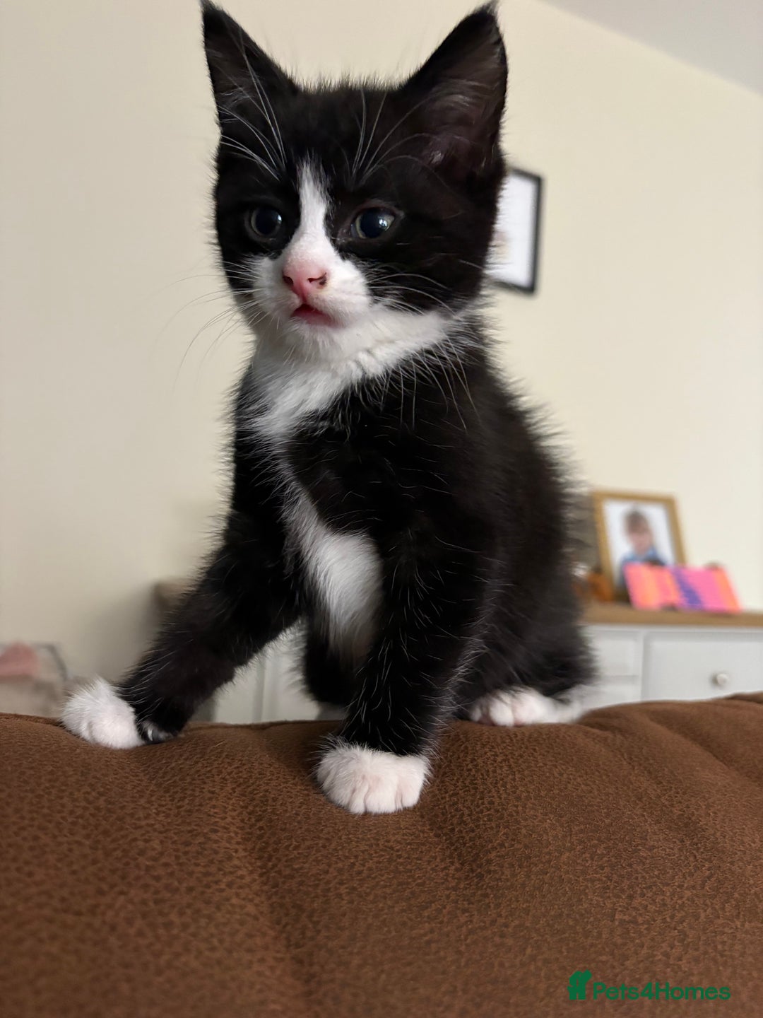 Mixed Breed cats for sale: Gorgeous little boy  - Image 1