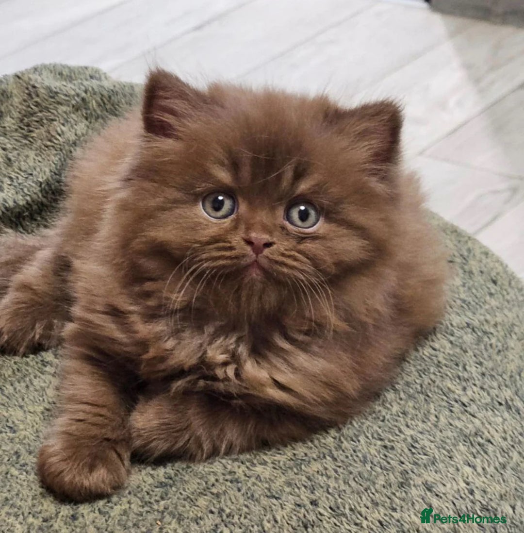 British Shorthair cats for sale: 3 Cinnamon Girls  - Advert 2