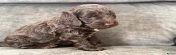 Cockapoo dogs for sale: Gorgeous F1 cockapoo puppies  - Advert 3