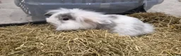 Lionhead rabbits for sale: Gorgeous baby rabbits for sale - Advert 13