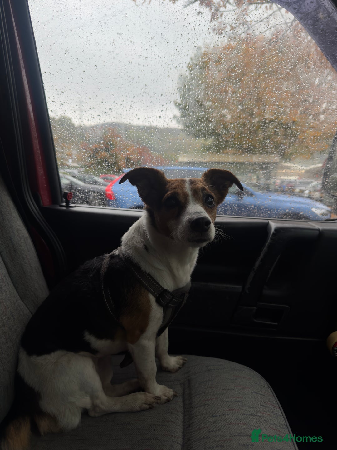 Jack Russell dogs for sale: Jack Russell for loving home - Advert 5