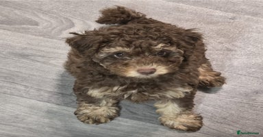 Cavapoo dogs - Advert 12