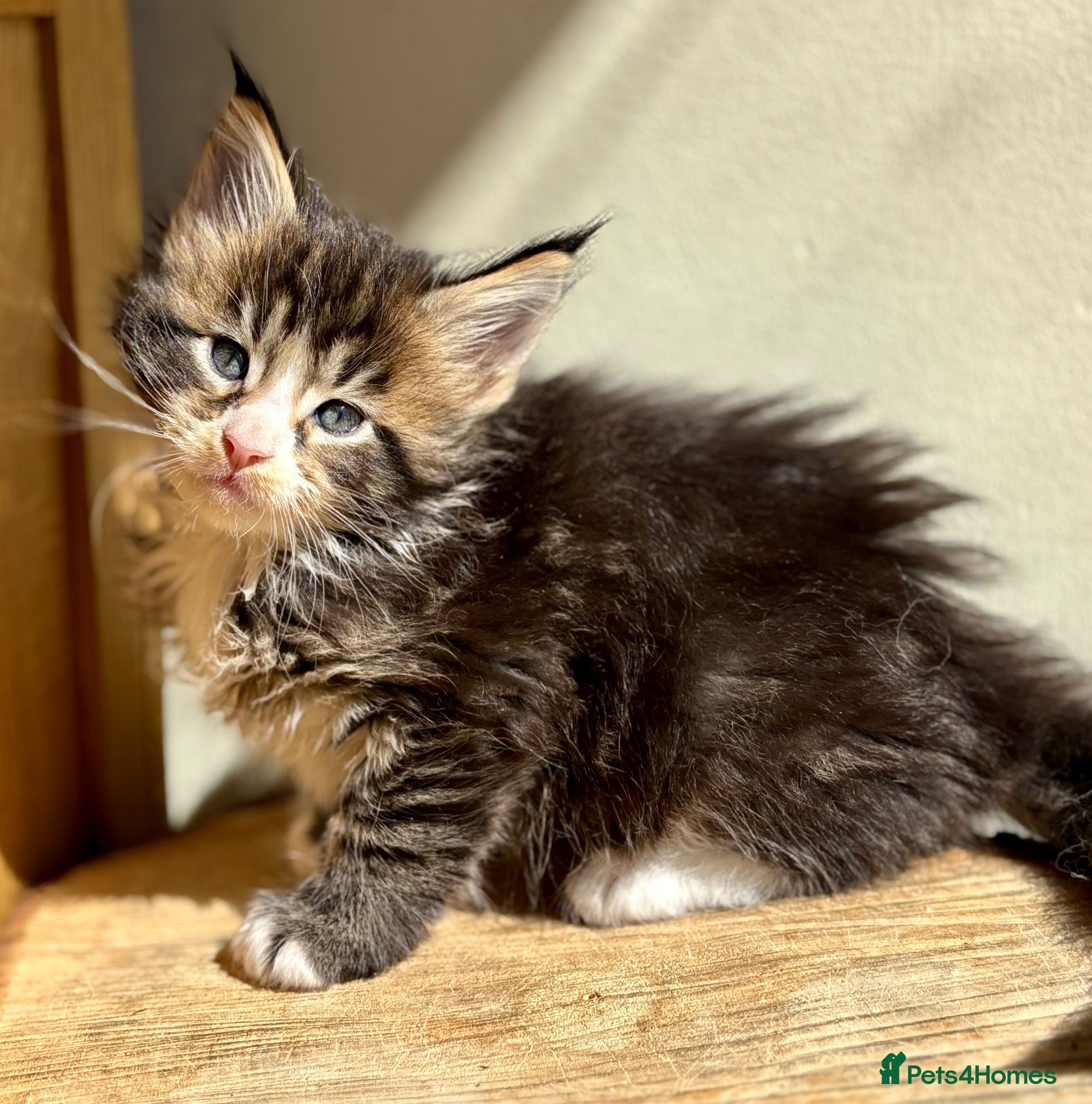 Maine Coon cats Beautiful Maine coon kittens - Advert 2