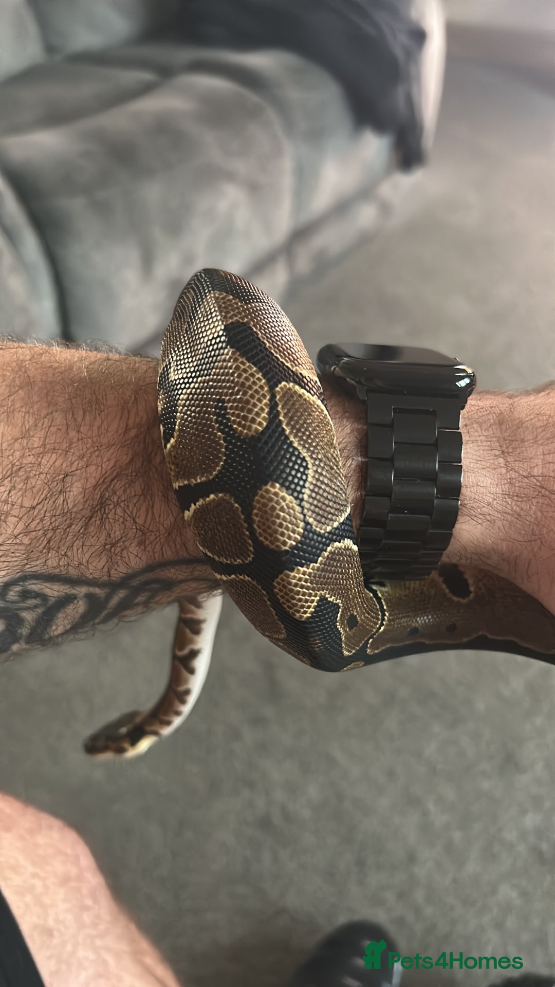 Python Snake reptiles for sale: Ball python - Advert 3