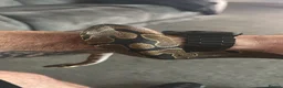 Python Snake reptiles for sale: Ball python - Advert 3