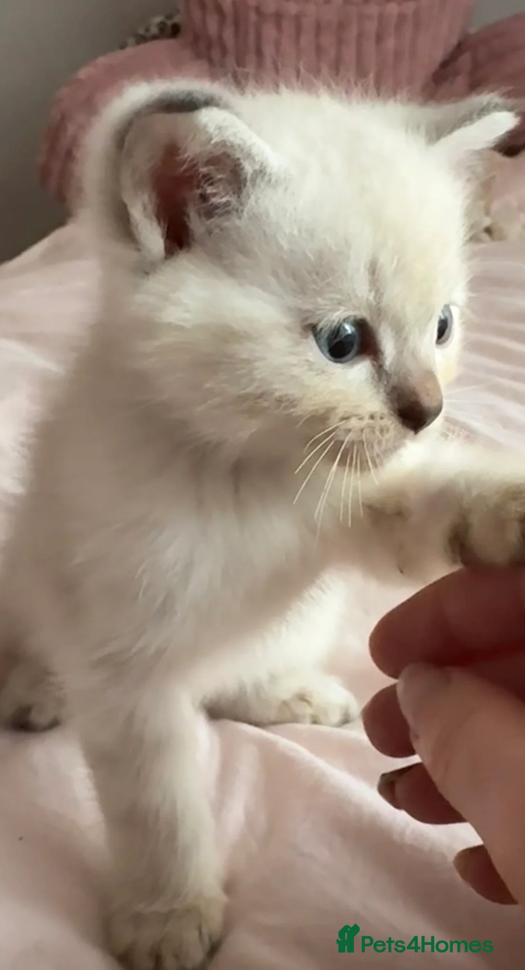 Mixed Breed cats for sale: Ragdoll x BSH Kittens - Advert 2