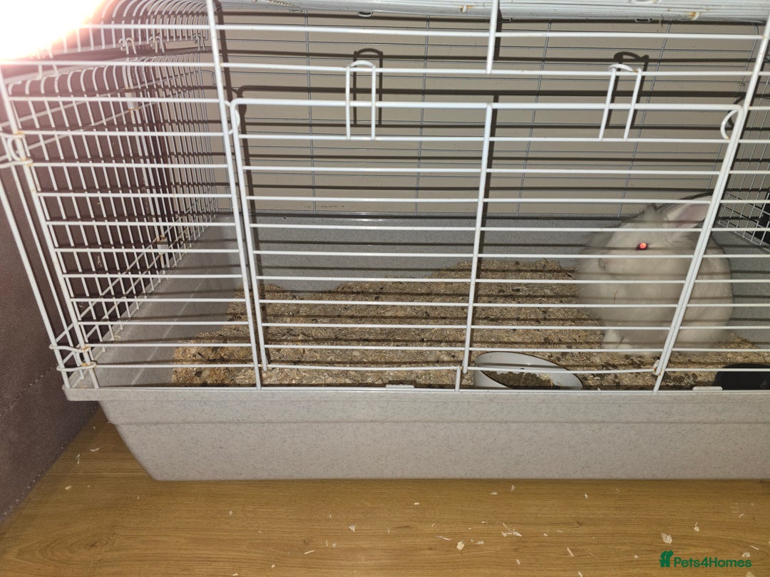 Lionhead rabbits for sale: Lionhead forsale - Advert 9