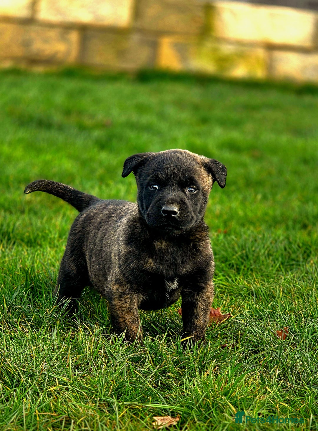 Belgian Shepherd Dog dogs for sale: Dutch Herder x Mali Pups 🔥 - Advert 32